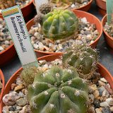 Echinopsis hammerschmidii Mairana-Mataral, Sta Cruz, Bolivia JLcoll.1415.JPG